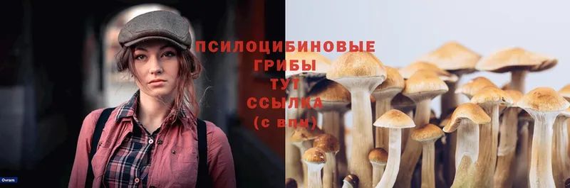 сколько стоит  Ялуторовск  Галлюциногенные грибы Cubensis 